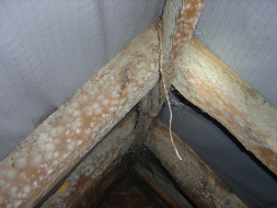 mould in roof